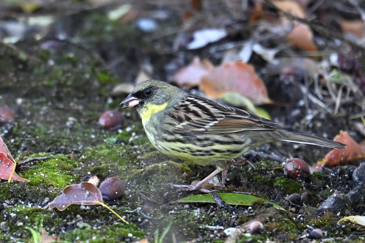 svartmaskespurv - ML645315483