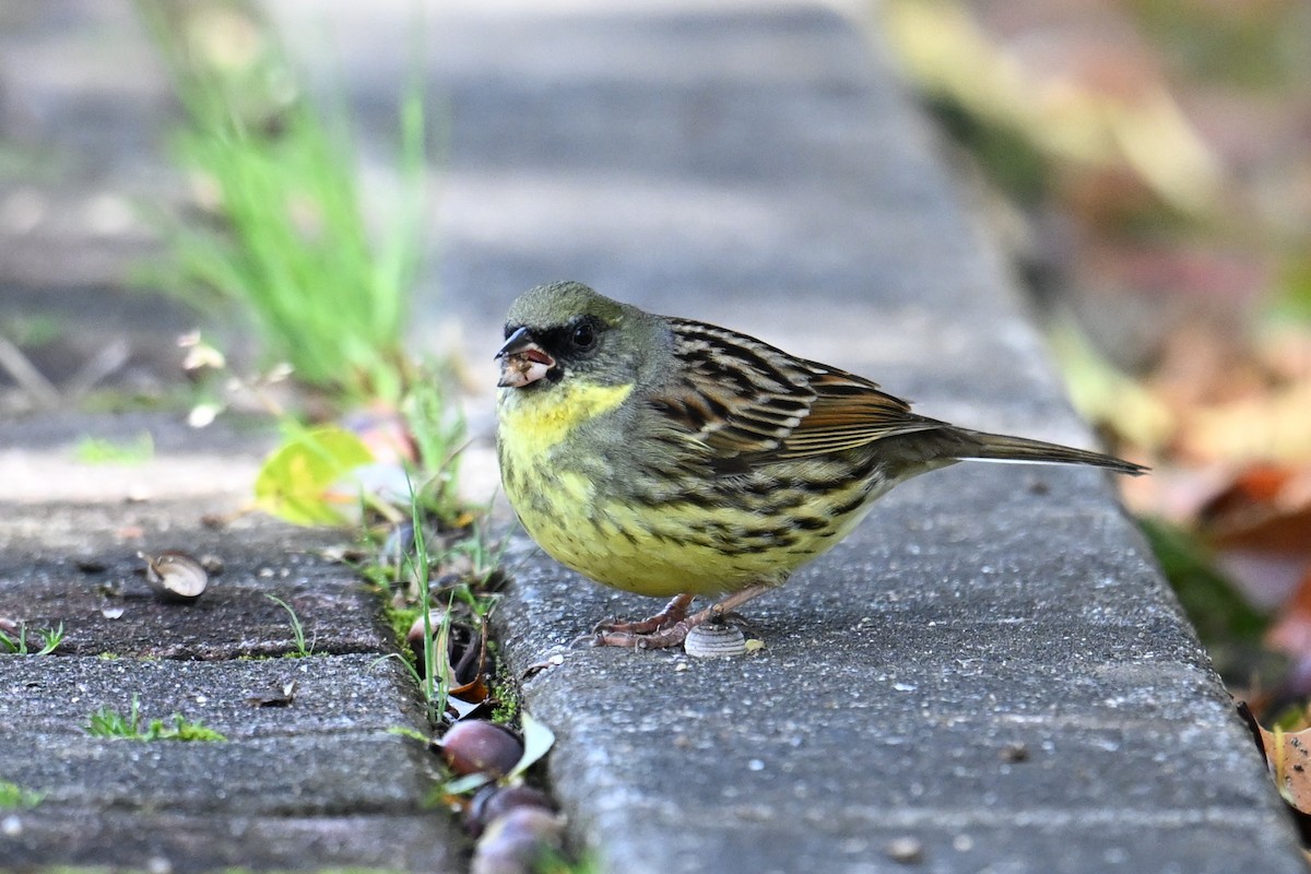 svartmaskespurv - ML645315484