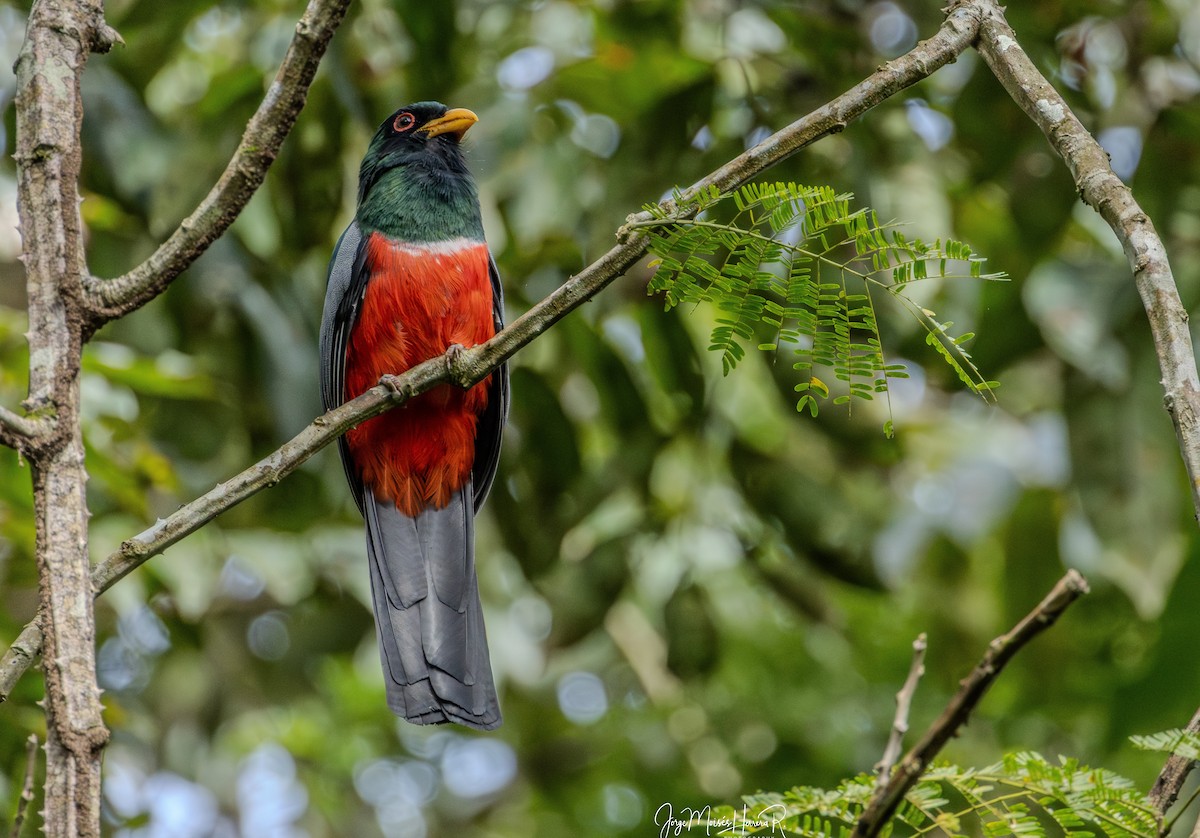 Black-tailed Trogon - ML645315499
