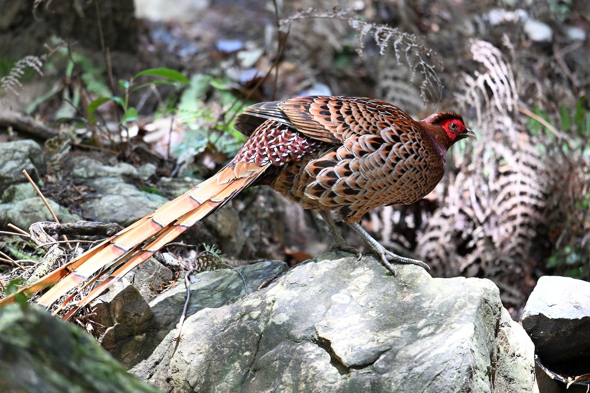 kobberfasan - ML645315514