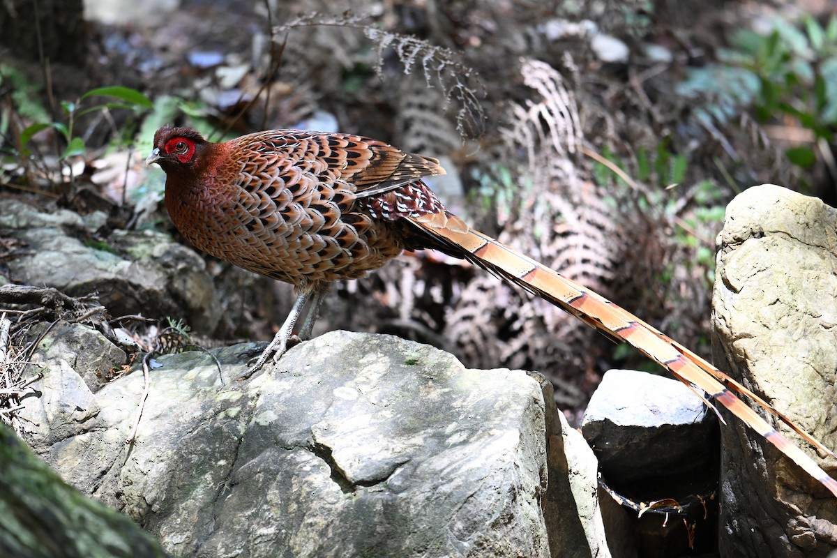 kobberfasan - ML645315515