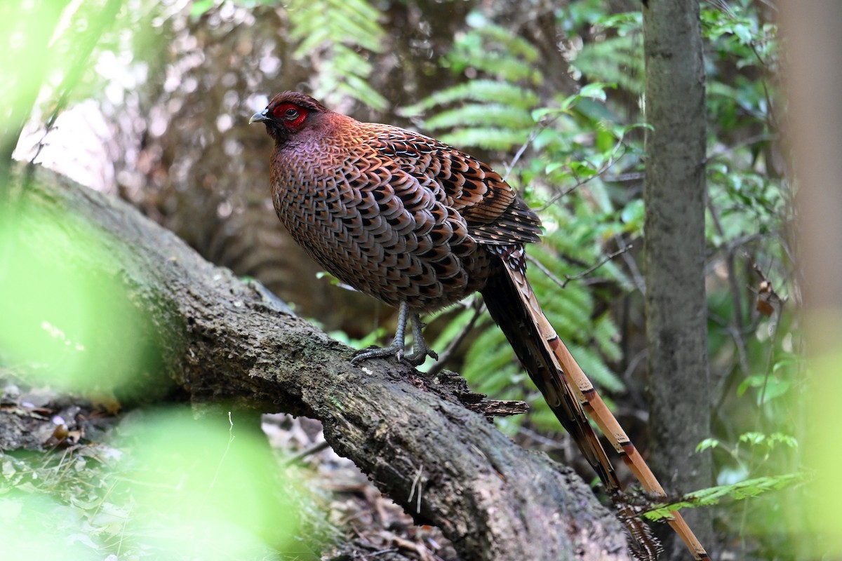 kobberfasan - ML645315516