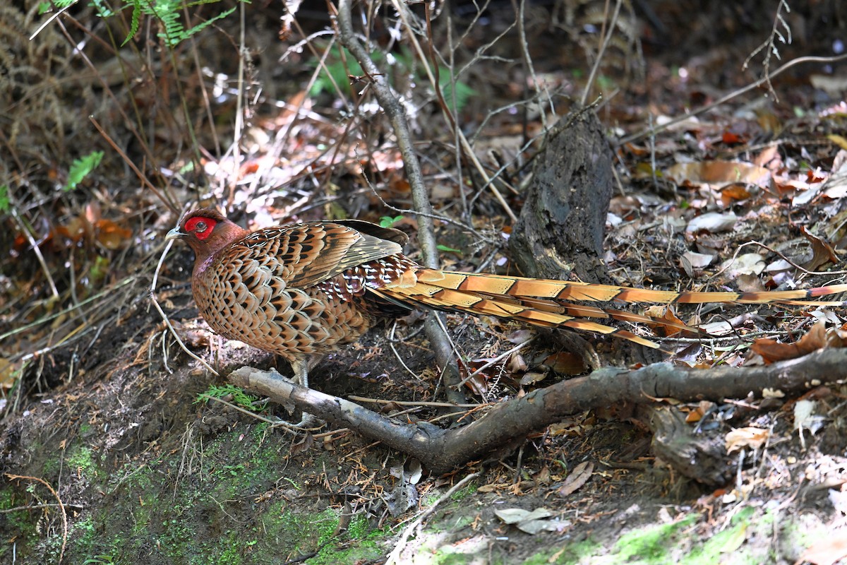 kobberfasan - ML645315517