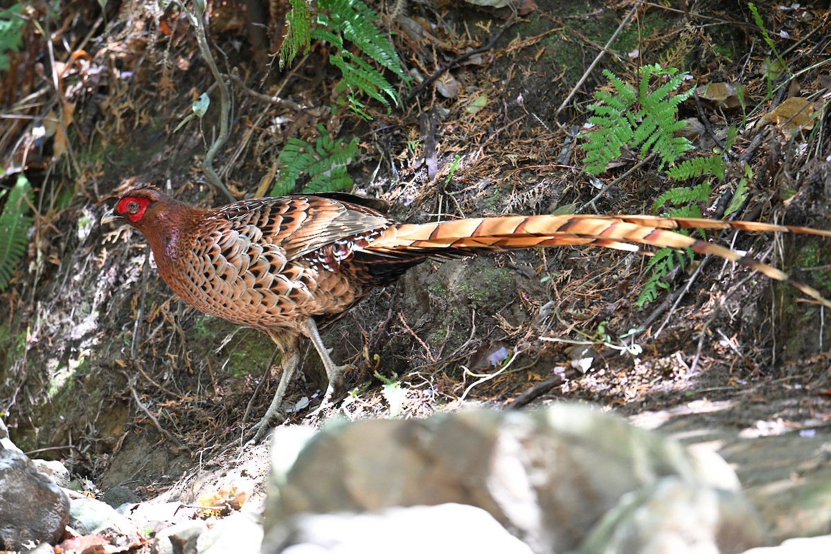 kobberfasan - ML645315518