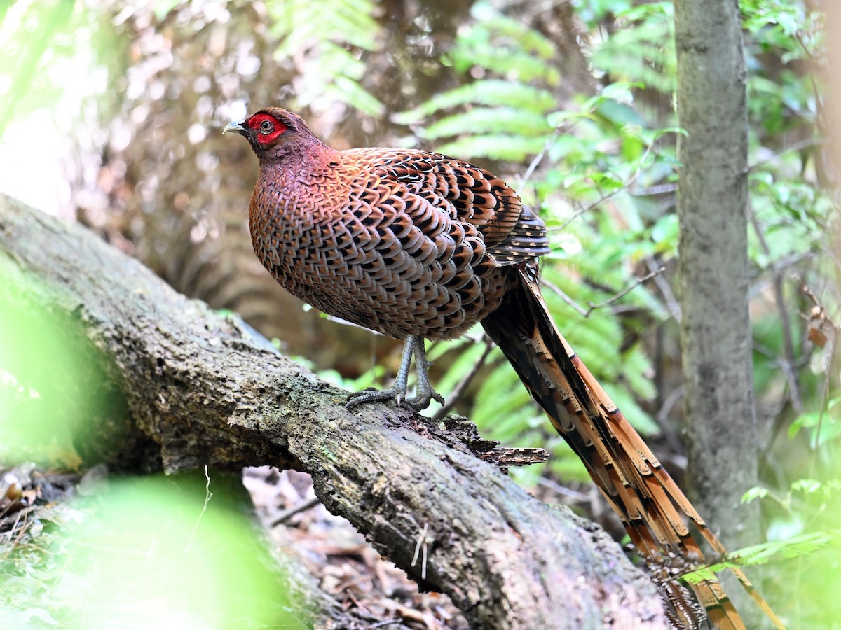 kobberfasan - ML645315519