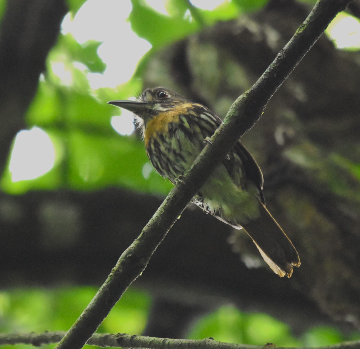 White-whiskered Puffbird - ML645315525