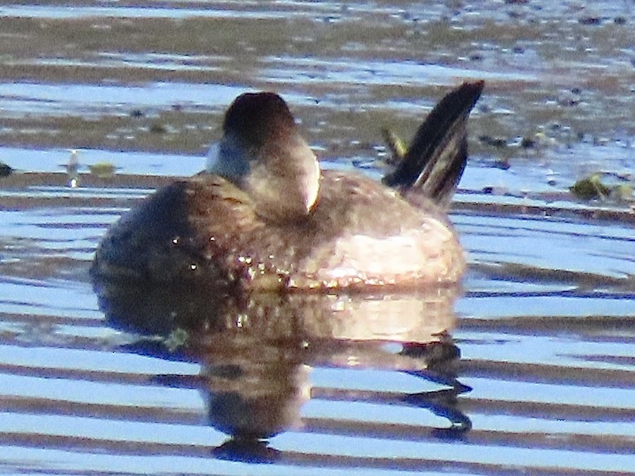 kobberand - ML645315531