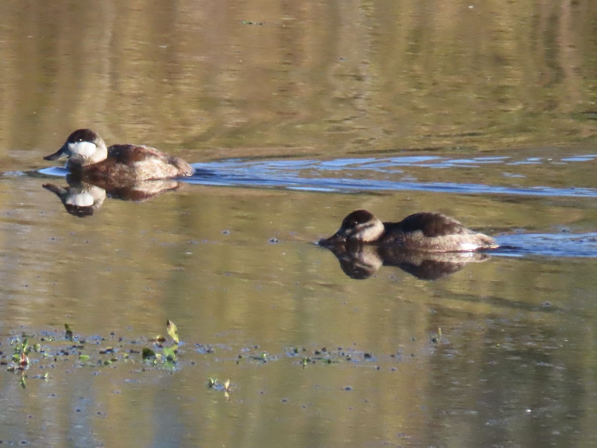 kobberand - ML645315532