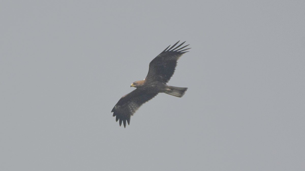 Booted Eagle - ML645315534