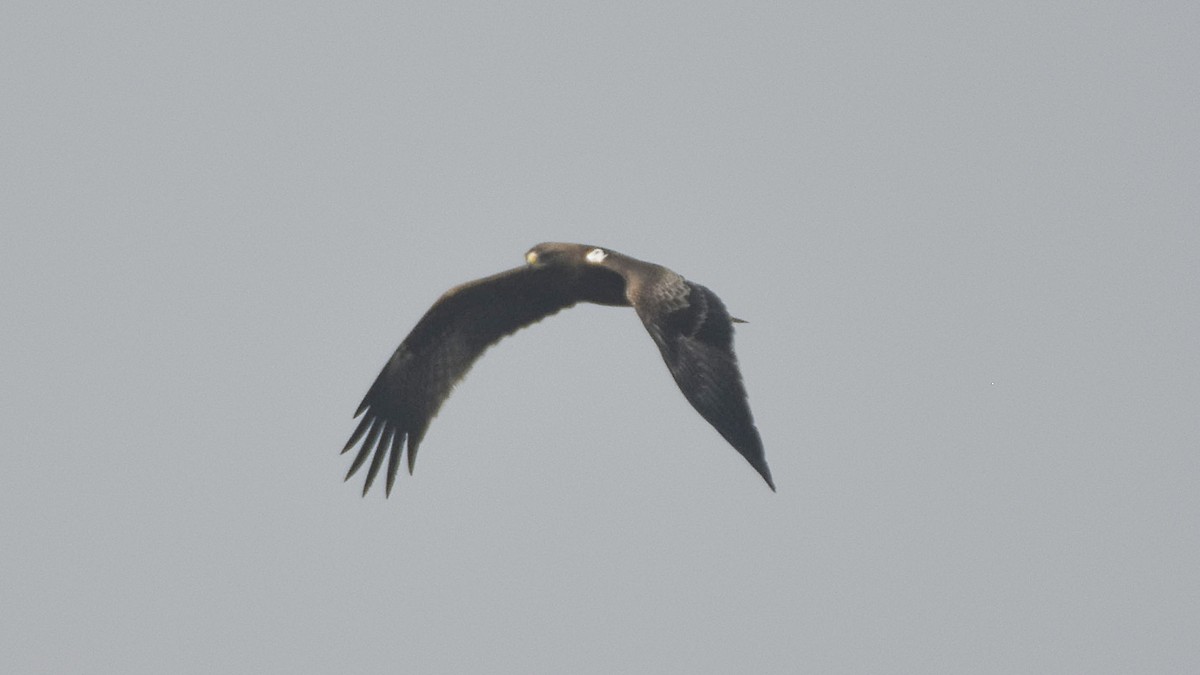 Booted Eagle - ML645315535