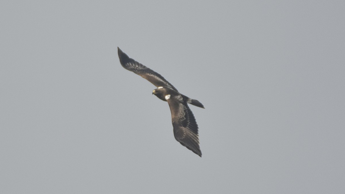 Booted Eagle - ML645315537