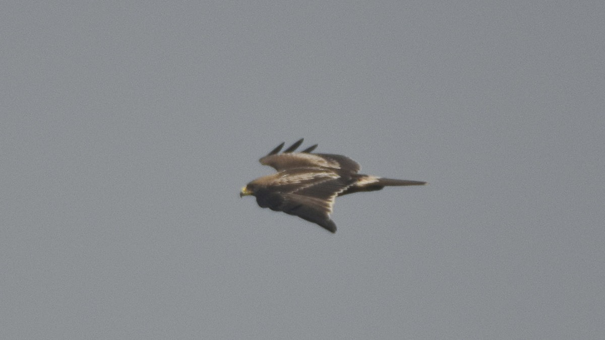 Booted Eagle - ML645315540