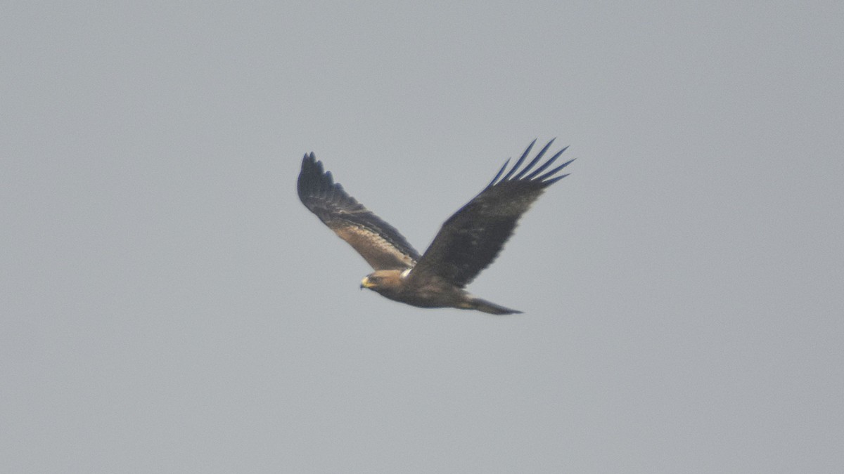 Booted Eagle - ML645315542