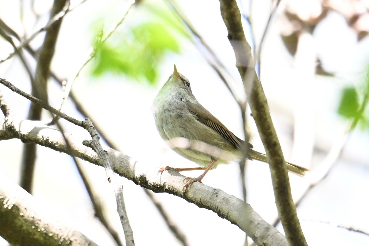 japansanger - ML645315545