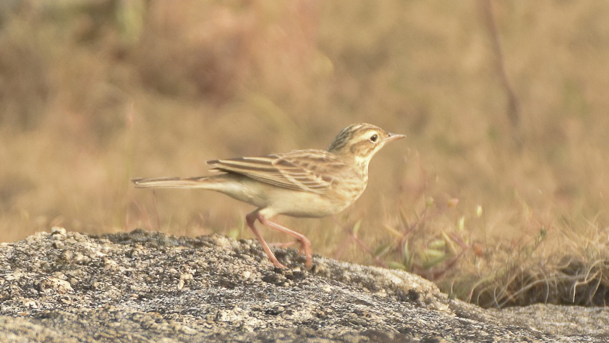 Blyth's Pipit - ML645315563