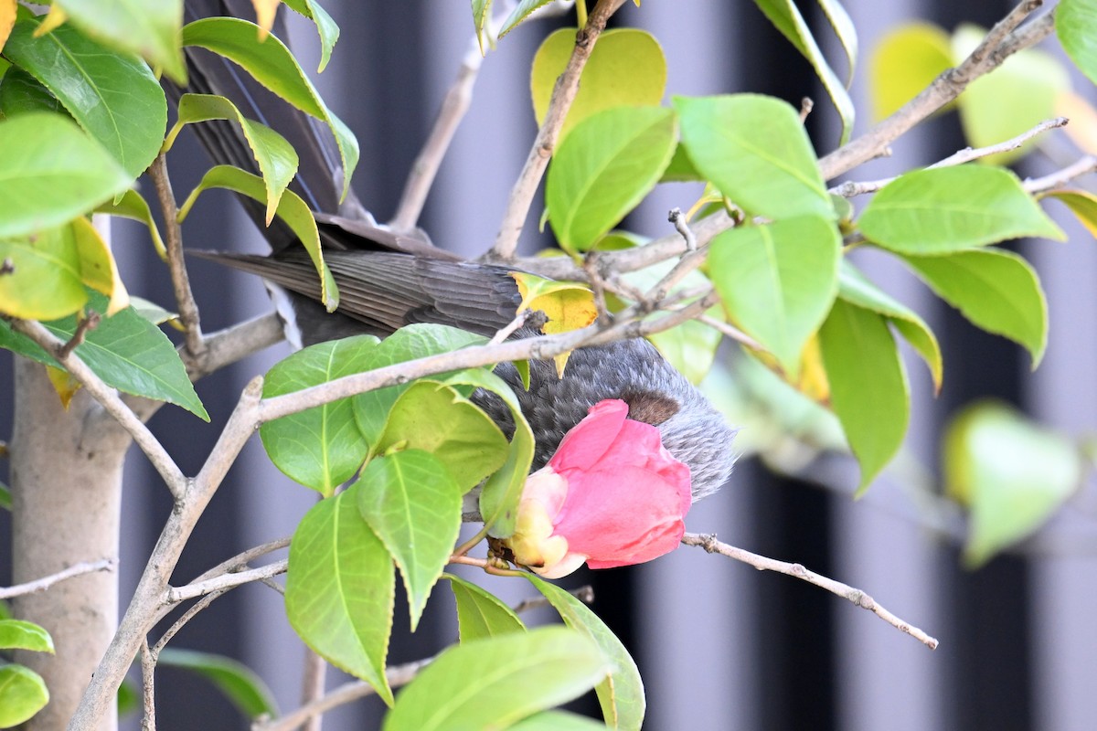 brunørebylbyl - ML645315576