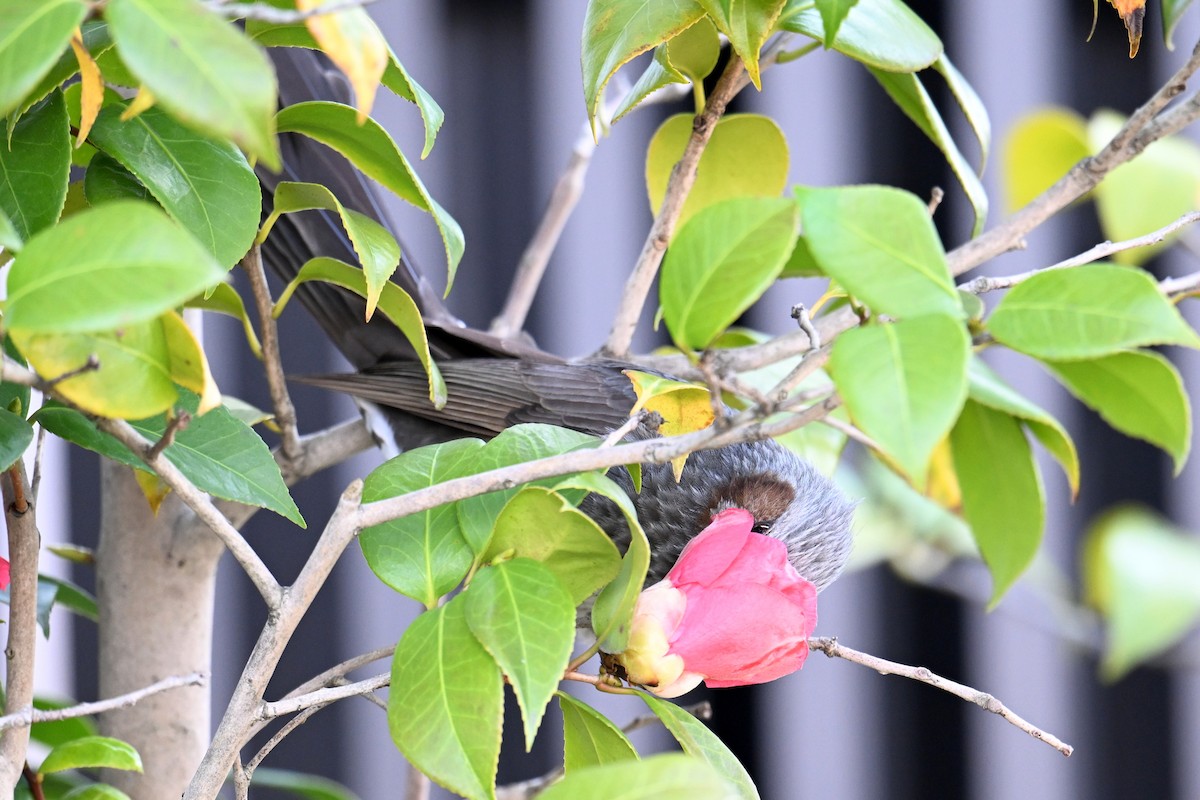 brunørebylbyl - ML645315577