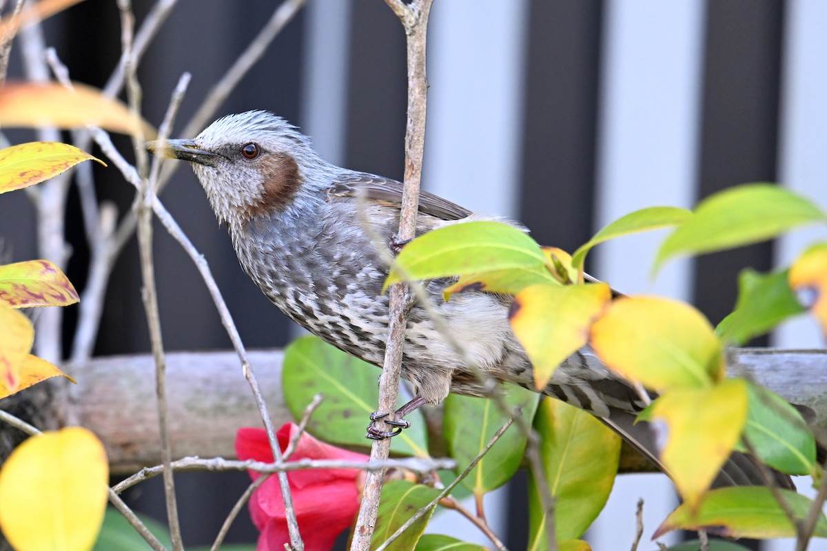brunørebylbyl - ML645315578