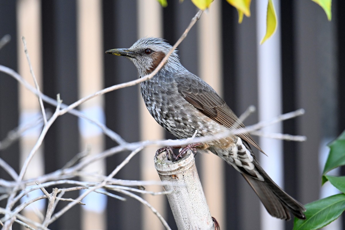 brunørebylbyl - ML645315579