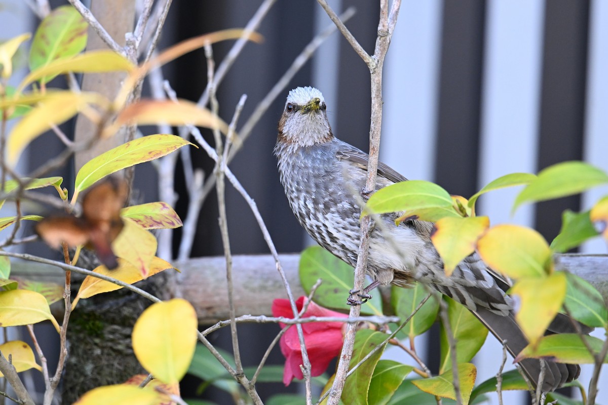 brunørebylbyl - ML645315580