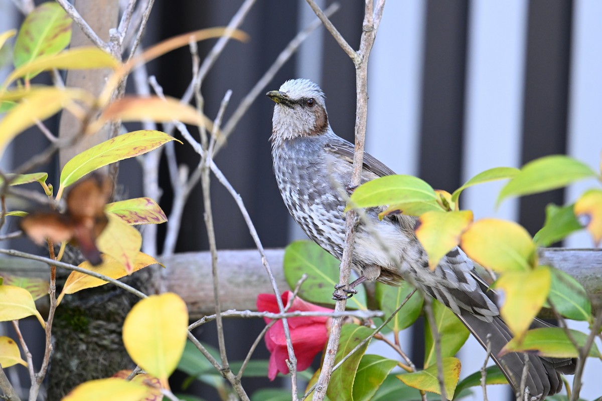 brunørebylbyl - ML645315581