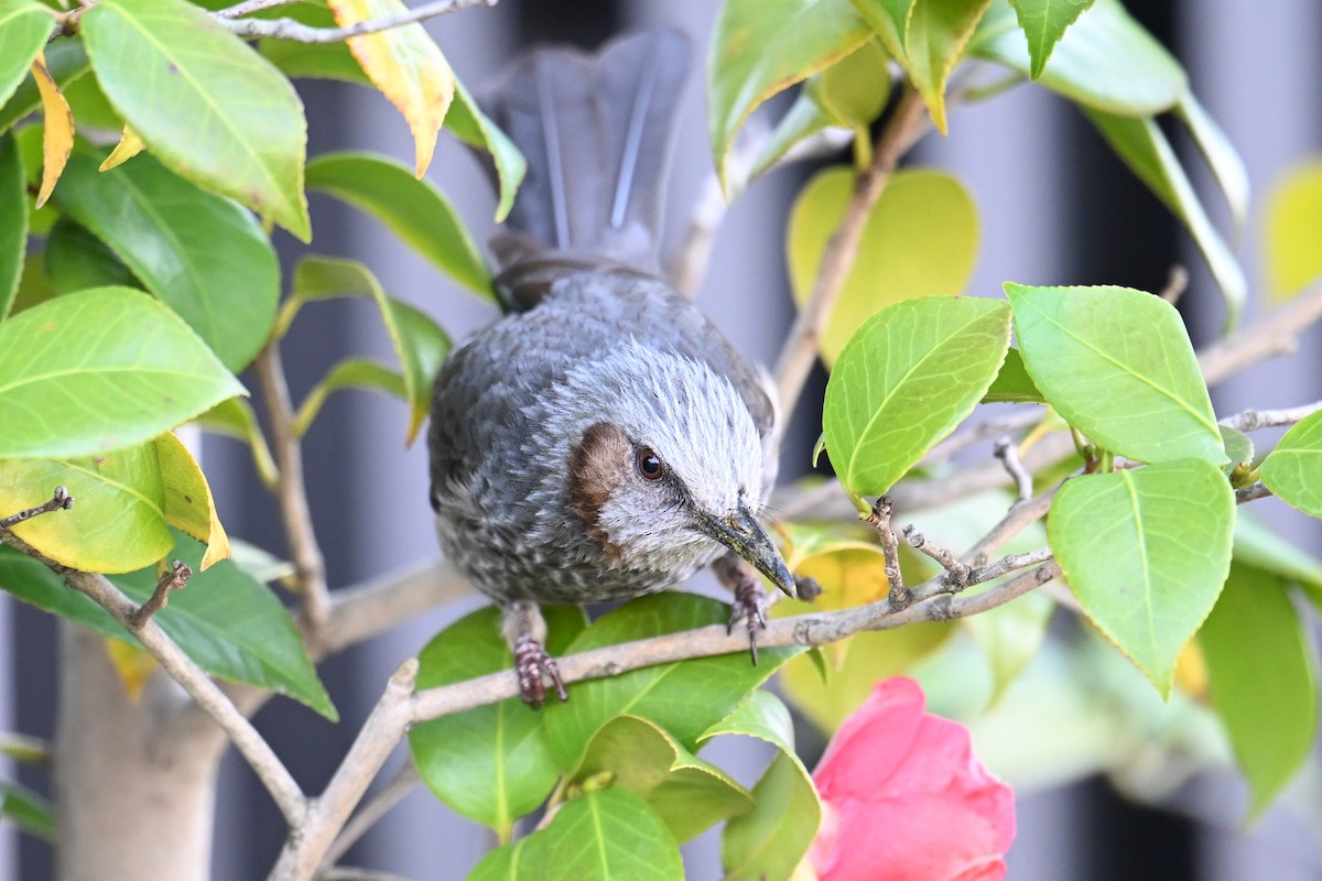 brunørebylbyl - ML645315582