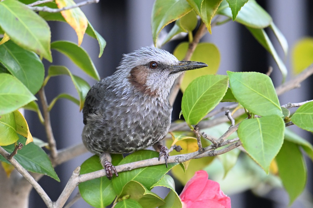 brunørebylbyl - ML645315583