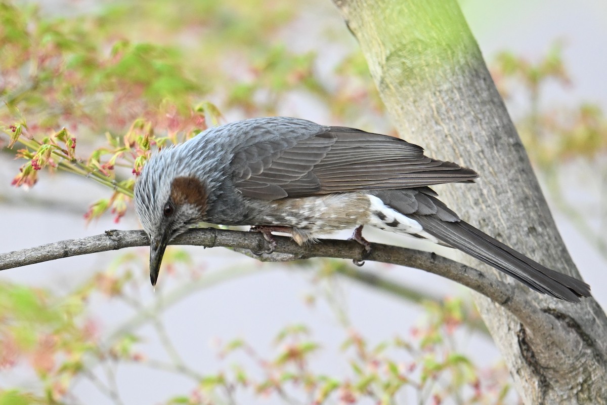 brunørebylbyl - ML645315584