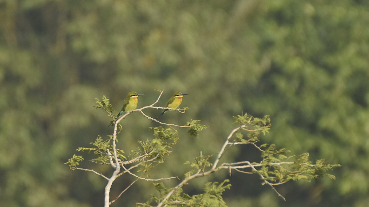 Blue-tailed Bee-eater - ML645315585