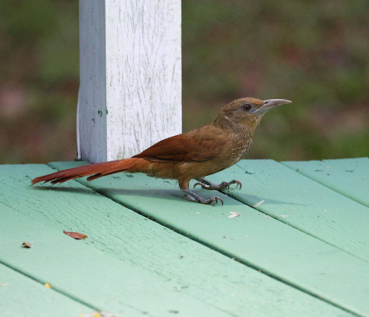 Grimpar à collier (paraensis/moniliger) - ML645315586