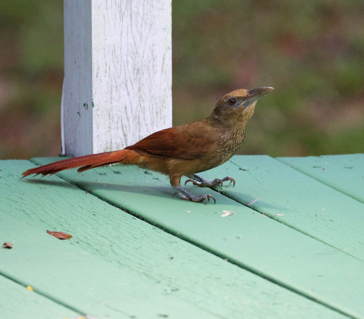 Grimpar à collier (paraensis/moniliger) - ML645315587