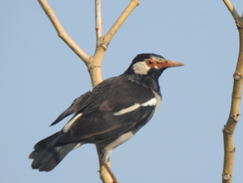 印度鵲椋鳥 - ML645315601