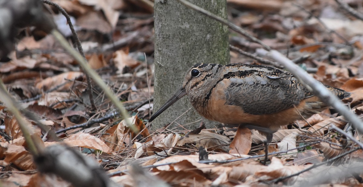 sluka americká - ML645315602