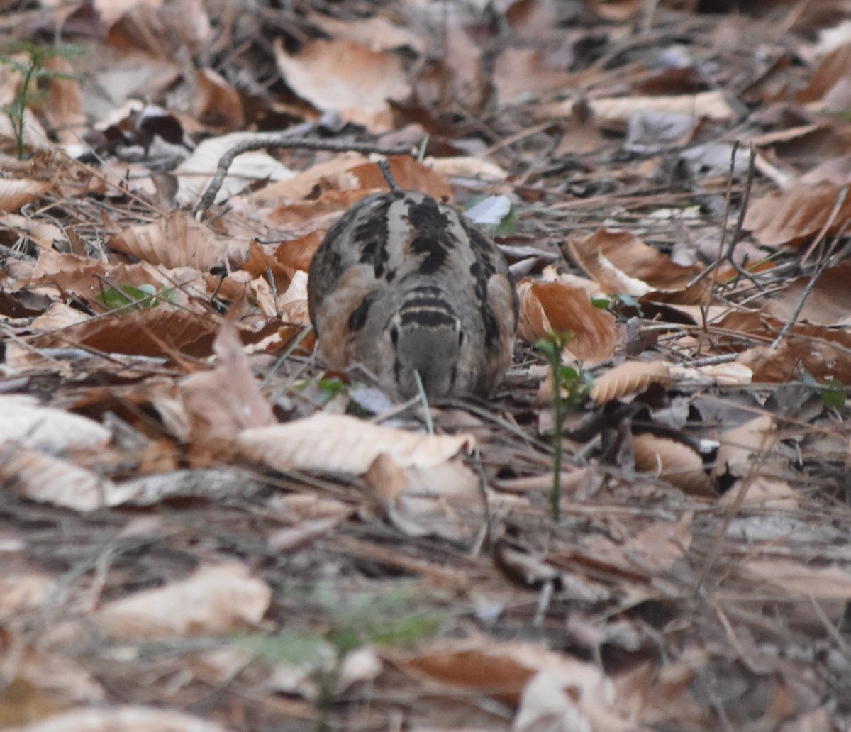 sluka americká - ML645315605