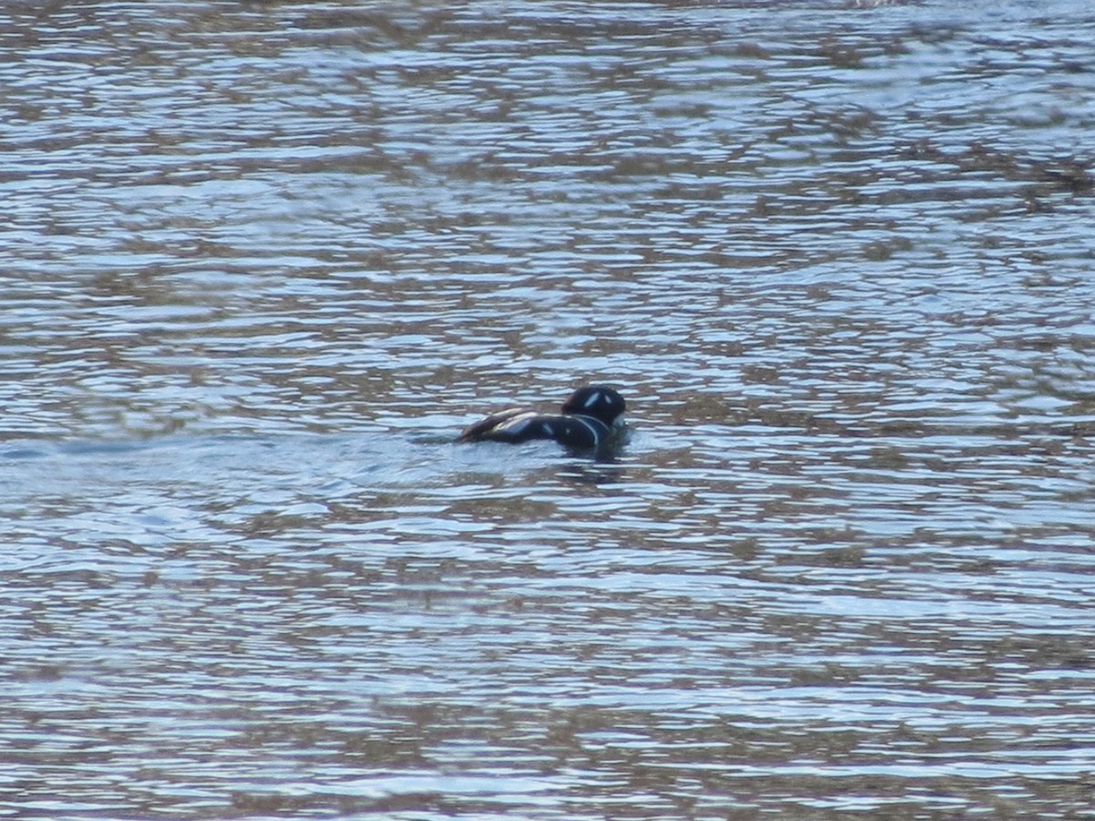 Harlequin Duck - ML645315606