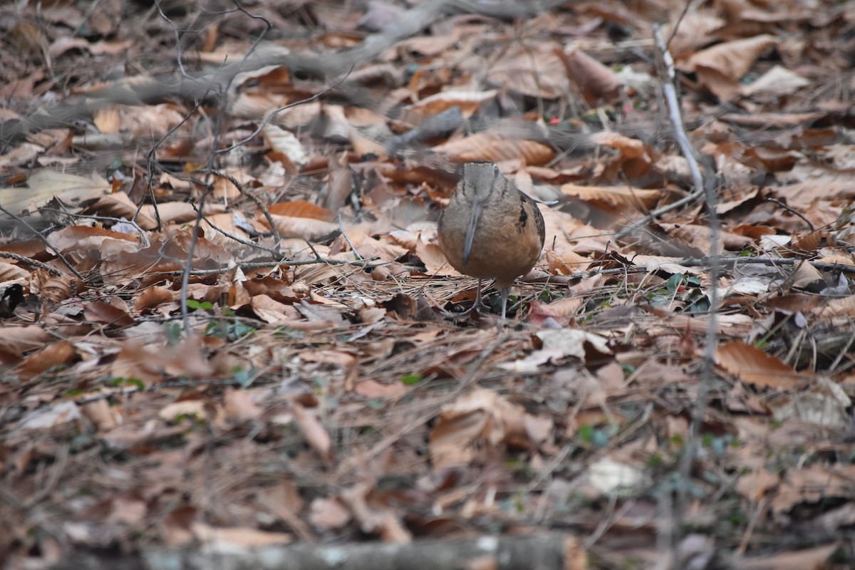 sluka americká - ML645315607