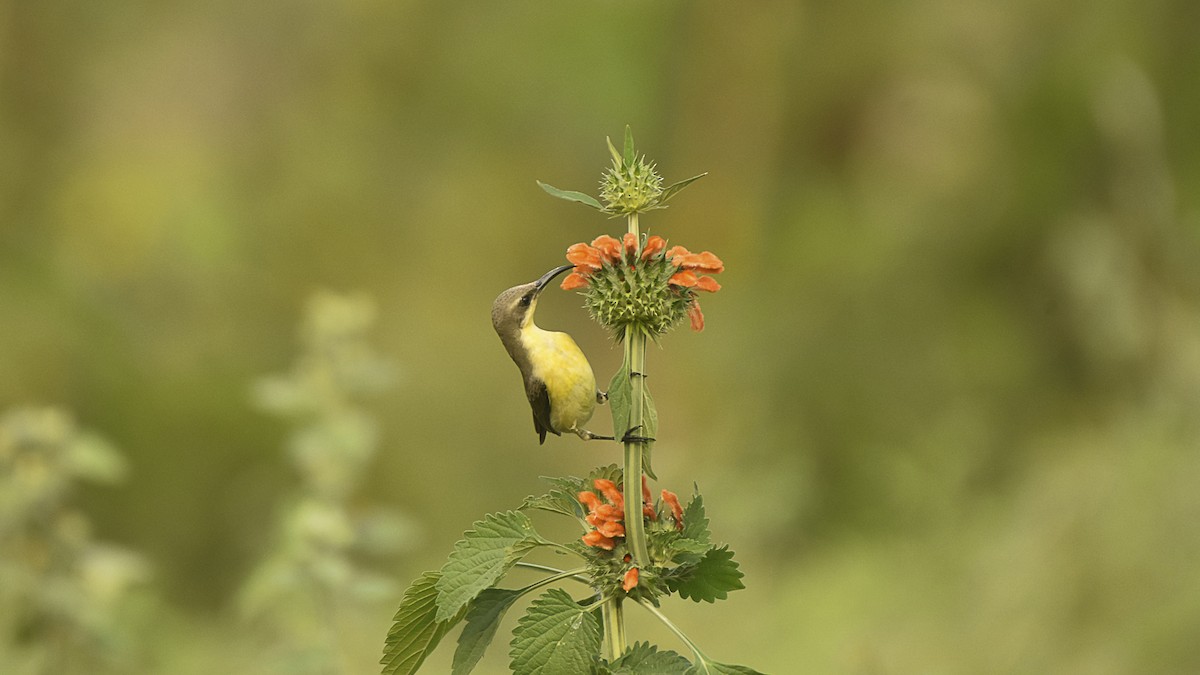 Purple Sunbird - ML645315619