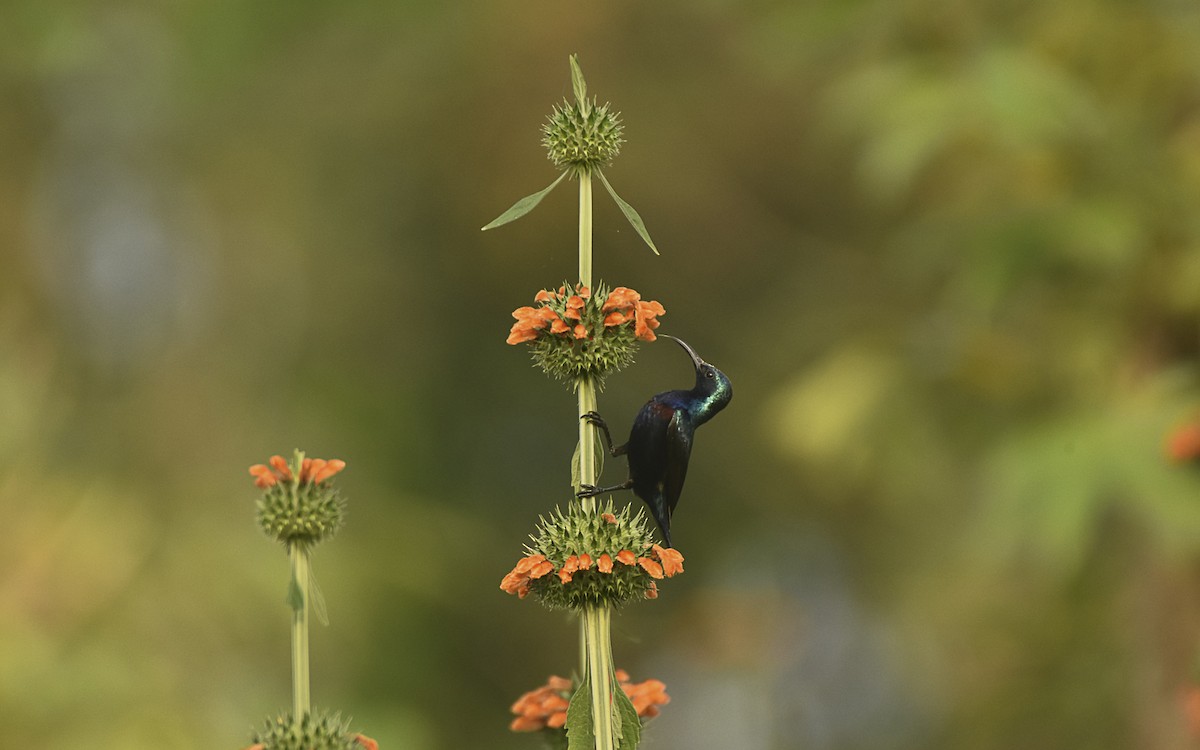 Purple Sunbird - ML645315625