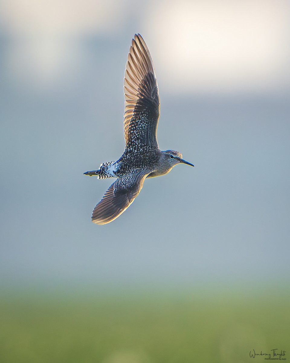 タカブシギ - ML645315643