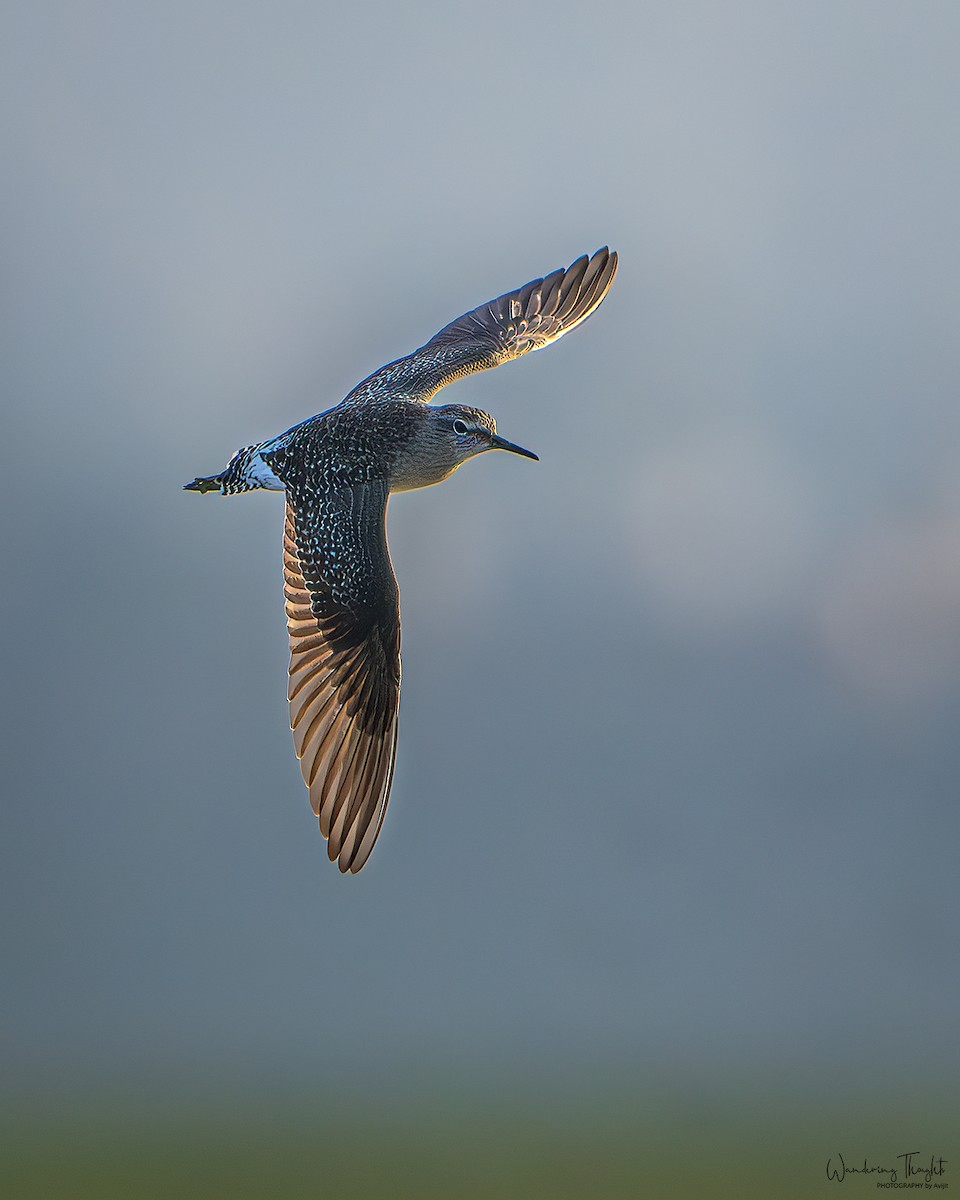 タカブシギ - ML645315644