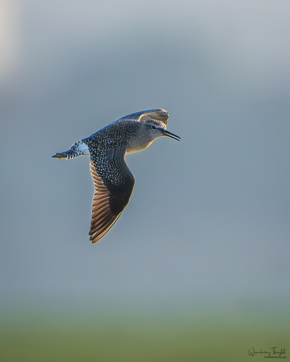 タカブシギ - ML645315645