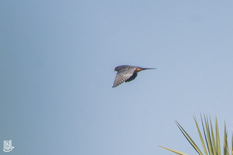 Red-footed Falcon - ML645315652