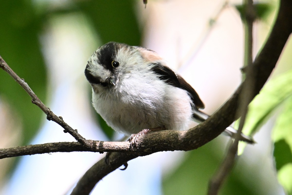 stjertmeis - ML645315656