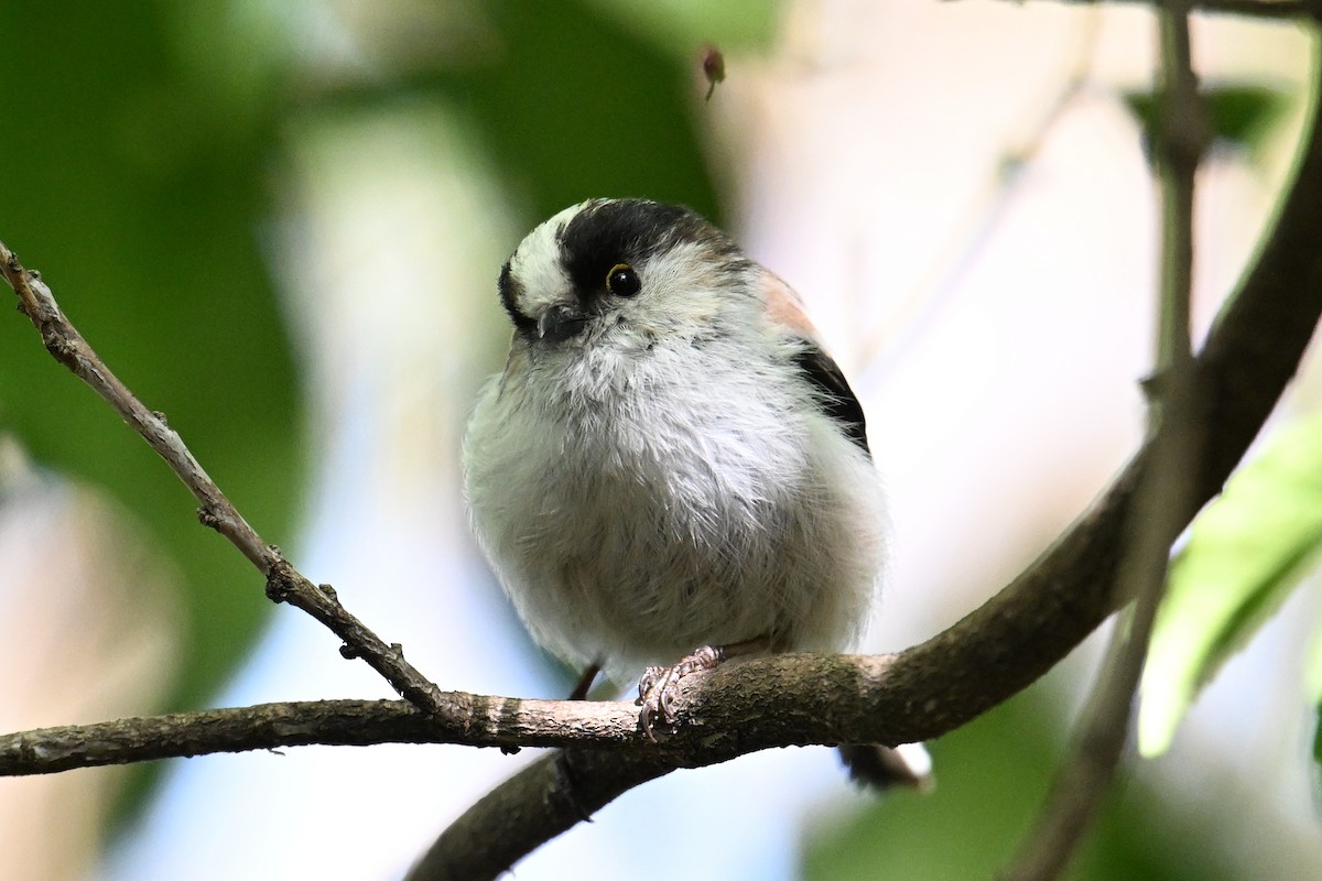 stjertmeis - ML645315657