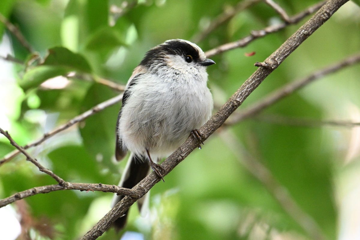 stjertmeis - ML645315658