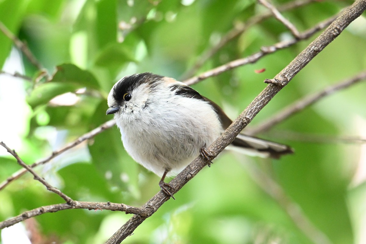 stjertmeis - ML645315659