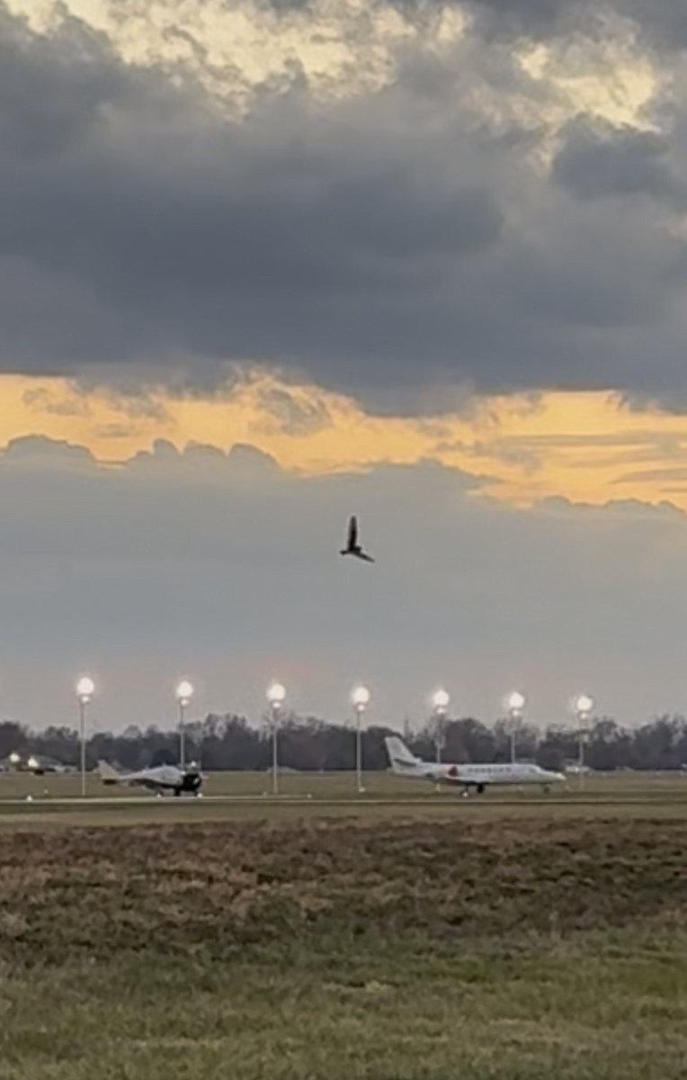 Zingira-hontza - ML645315668