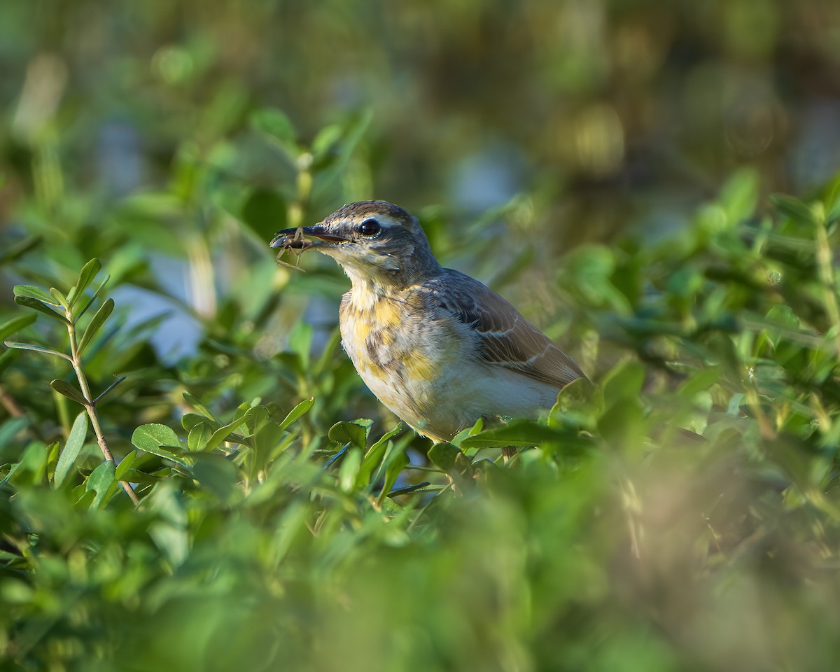 Western Yellow Wagtail - ML645315674