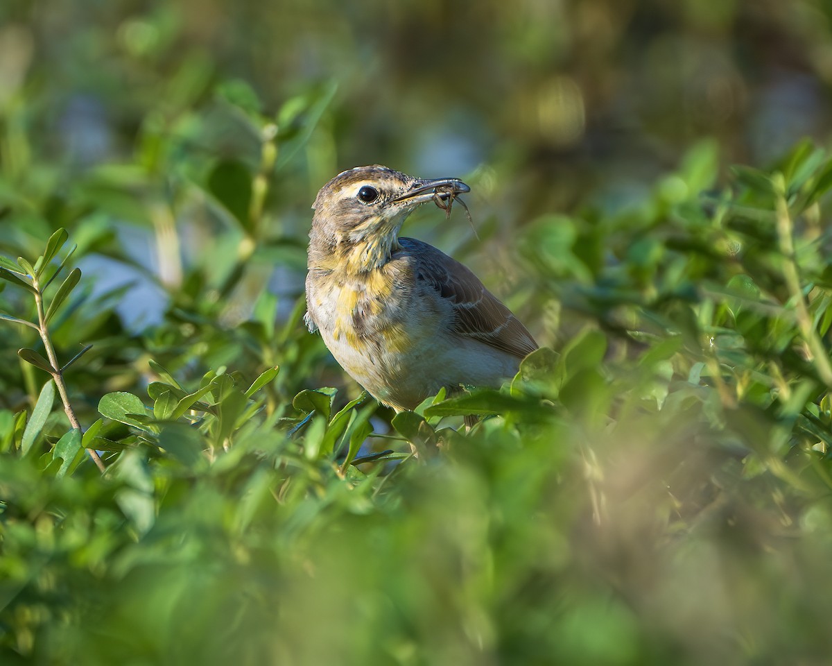 Western Yellow Wagtail - ML645315675