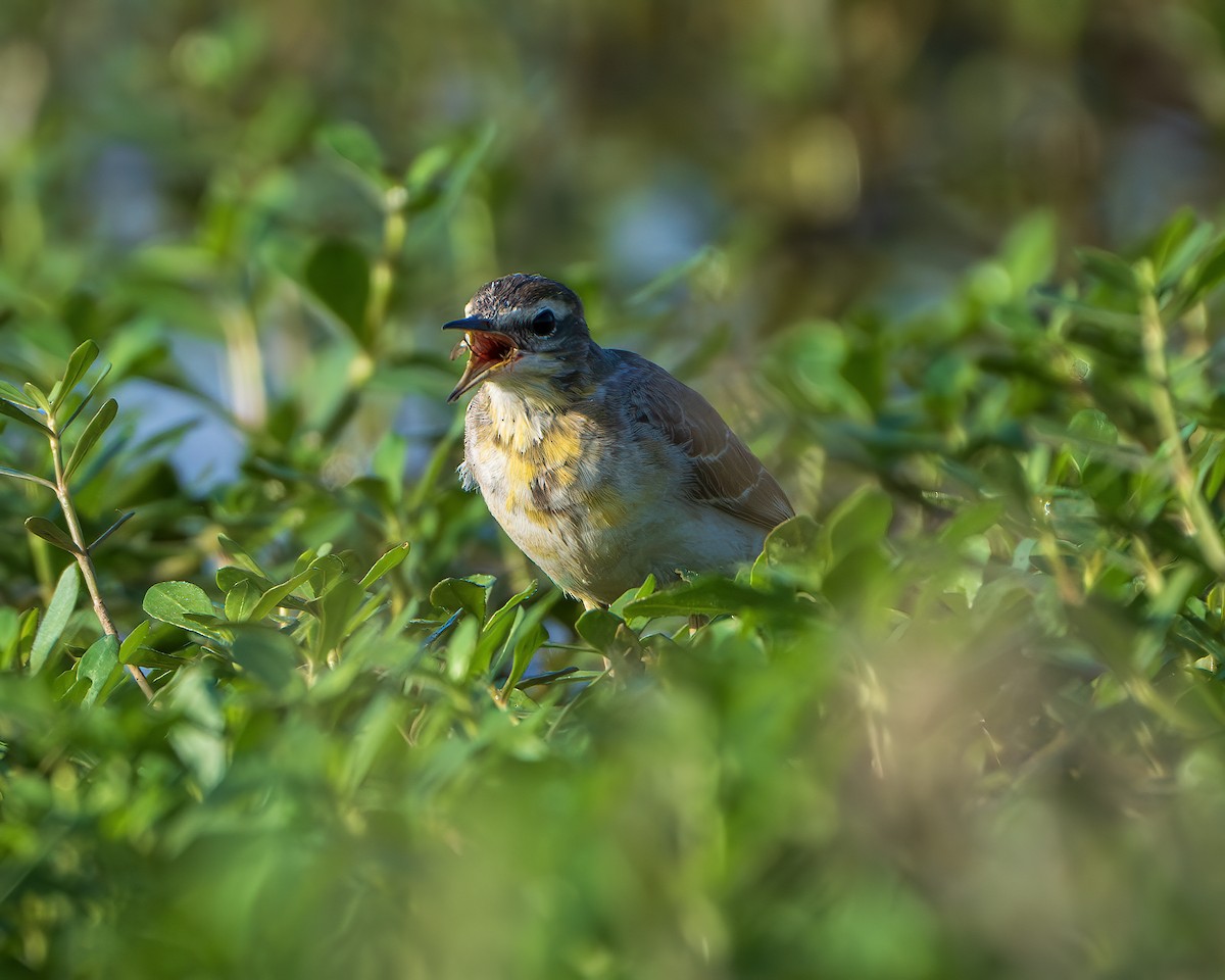 Western Yellow Wagtail - ML645315676